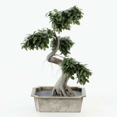 现代盆景盆栽